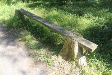 forest bench