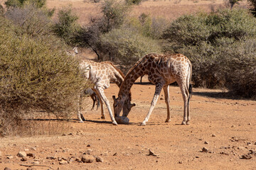 Naklejka na ściany i meble Giraffes sharing a mineral lick in a game park.
