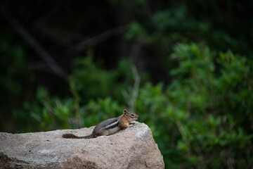 A chipmunk in the Colorado Rocky Mountains.