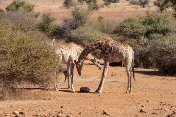 Naklejka na ściany i meble Giraffes sharing a mineral lick in a game park.