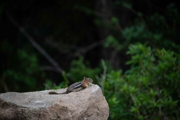 A chipmunk in the Colorado Rocky Mountains.