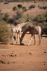 Obraz na płótnie Canvas Giraffes sharing a mineral lick in a game park.