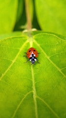 Ladybird on green leaf