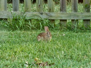 bunny in the grass