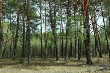 Landscape of coniferous forest in Poland

