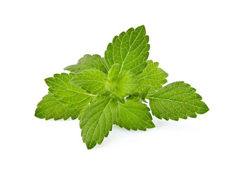 Fresh raw mint leaves isolated on white background. Mint leaf, aromatic herbs, used as ingredients to make ice cream and herbal teas.