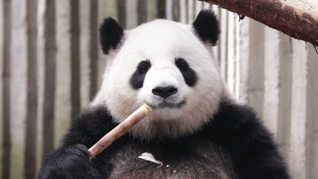 Cute Fluffy Chubby Giant Panda Chewing Bamboo Shoot, Chengdu, China