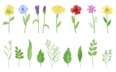 Flowers of the field, a beautiful collection of plants and leaves. Vector. In the style of hand drawing.