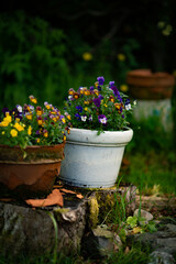 Fototapeta na wymiar Violas Planted in Rustic Containers in a Country Garden