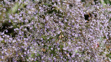 Limonium latifolium - Breitblättriger Strandflieder oder Meerlavandel © Marc