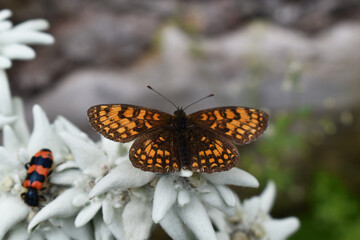 Scheckenfalter, Melitaea, wahrscheinlich Ehrenpreis-Scheckenfalter, Melitaea aurelia, auf Gartenedelweiß