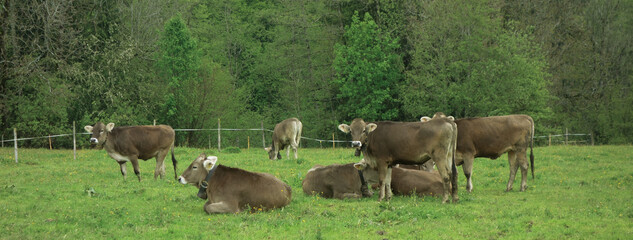 Kühe im Allgäu
