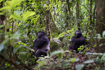 Family of mountain gorillas with a silverback and female gorilla in Uganda