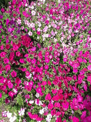 Obraz premium A flower garden of profusely blooming multicolored Petunias.