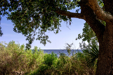 Fototapeta premium Beautiful sea shore seascape St mark state park,Florida.