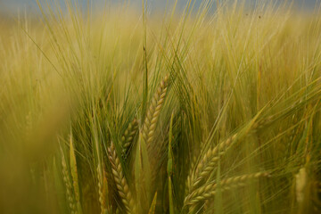 Common Barley, Hordeum vulgare