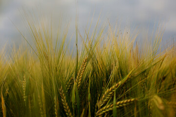 Obraz premium Barley field in a beautiful sunset.Common Barley, Hordeum vulgare