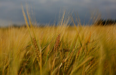 Common Barley, Hordeum vulgare