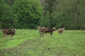 K&uuml;he im Allg&auml;u