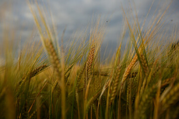 Common Barley, Hordeum vulgare
