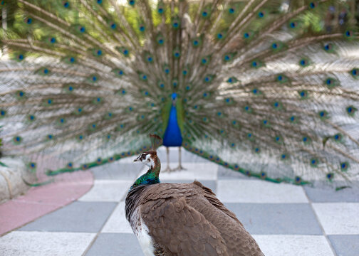 The female peacock is in the foreground and the male with an open tail in the background is out of focus.