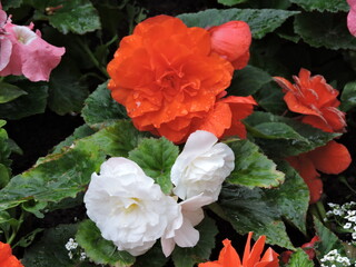 red roses in a garden
