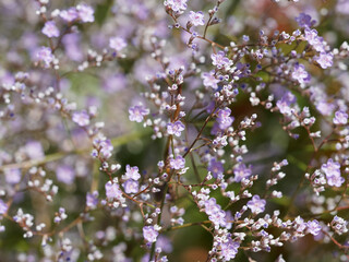 Limonium latifolium - Breitblättriger Strandflieder oder Meerlavandel mit violetten Blüten in Hoch sommer © Marc