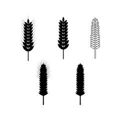 Set of spikelets wheat. White background. In black-white color. Vector illustration.