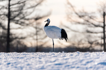 Japanese Red Crowned Cranes in winter.