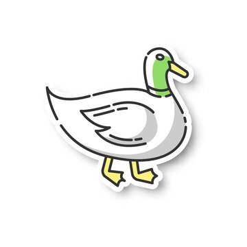 Duck patch. Common wild waterfowl, domestic bird. Migratory animal, pond inhabitant. Poultry farm, husbandry RGB color printable sticker. Mallard, quack vector isolated illustration