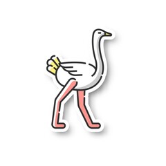 Ostrich patch. Tropical wilderness fauna, african wildlife, zoo animal. Ostrich farm, ornithology RGB color printable sticker. Exotic bird with long legs vector isolated illustration