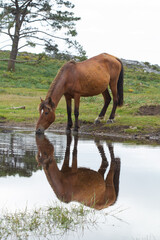 Caballo salvaje bebiendo agua de una charca en Vigo (España).