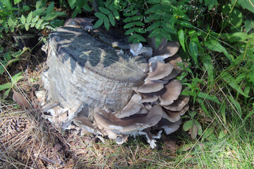 stump with mushrooms