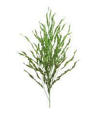 3d Render Brush Tree Isolated  on white