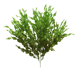 3d Render Brush Tree Isolated  on white