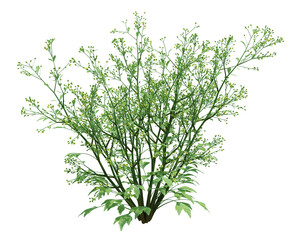 3d Render Brush Tree Isolated  on white