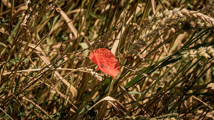 Mohnblüten im Kornfeld