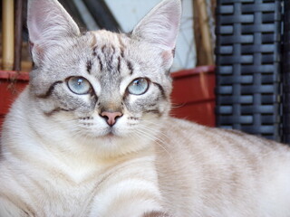 Chat tigre blanc