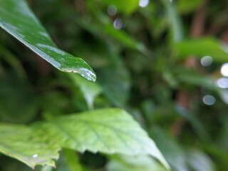 rain drops on a leaf