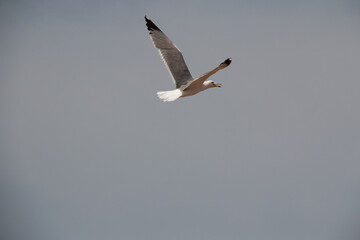 seagull flying free