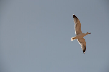 seagull flying free