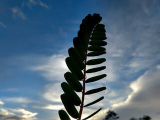 Sesbania Grandiflora commonly known as Vegetable Hummingbird tree leaves is silhouetted against the sky