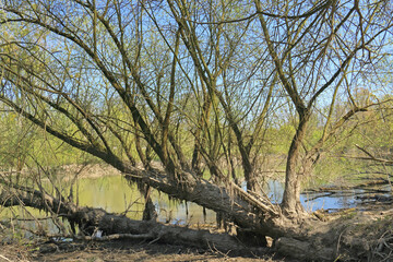 Rheinauen