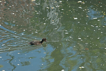 Fototapeta premium Küken