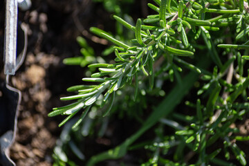 Fresh Rosemary Herb in a cottage garden outdoor growing