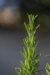 Fresh Rosemary Herb in a cottage garden outdoor growing
