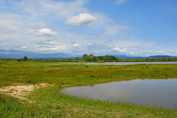 The wetlands of Isola Della Cona in Friuli-Venezia Giulia, north east Italy. Wild horses can be seen in the background left
