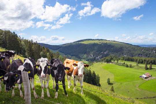 Jura mountains, swiss landscape, green land with cows on the pasture. Summer day.
