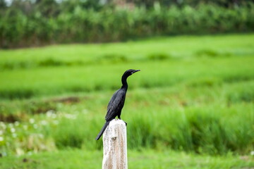 Little Cormorant
