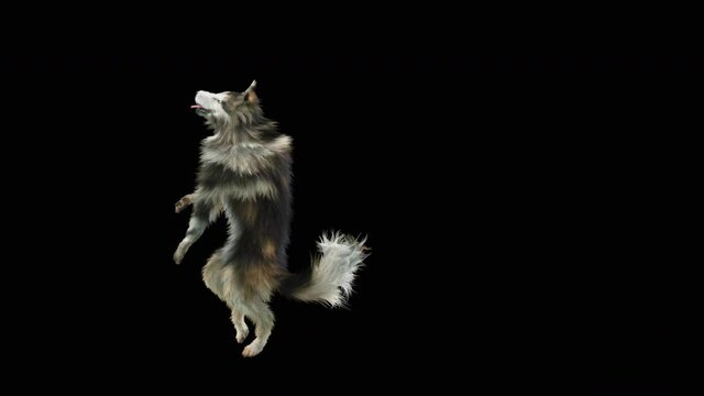 Dogs Dance, realistic CGI VFX, 3d rendering, Animation Loop,  composition 3d mapping cartoon, Included in the end of the clip With Alpha matte.